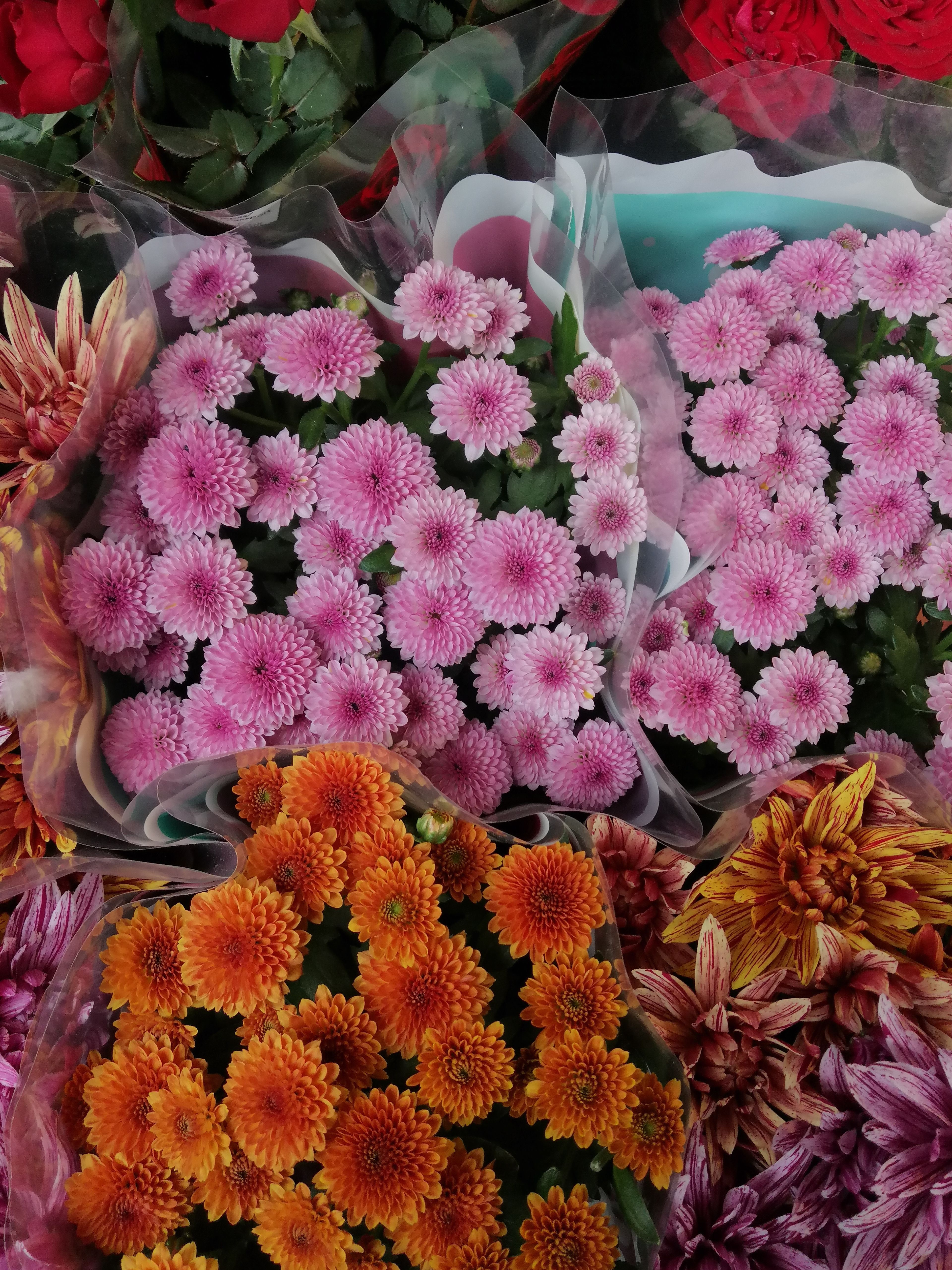 [ColoSach]-colorful-chrysanthemum-flowers-in-full-bloom-showcasing-various-shades-of-pink,-orange,-and-red.