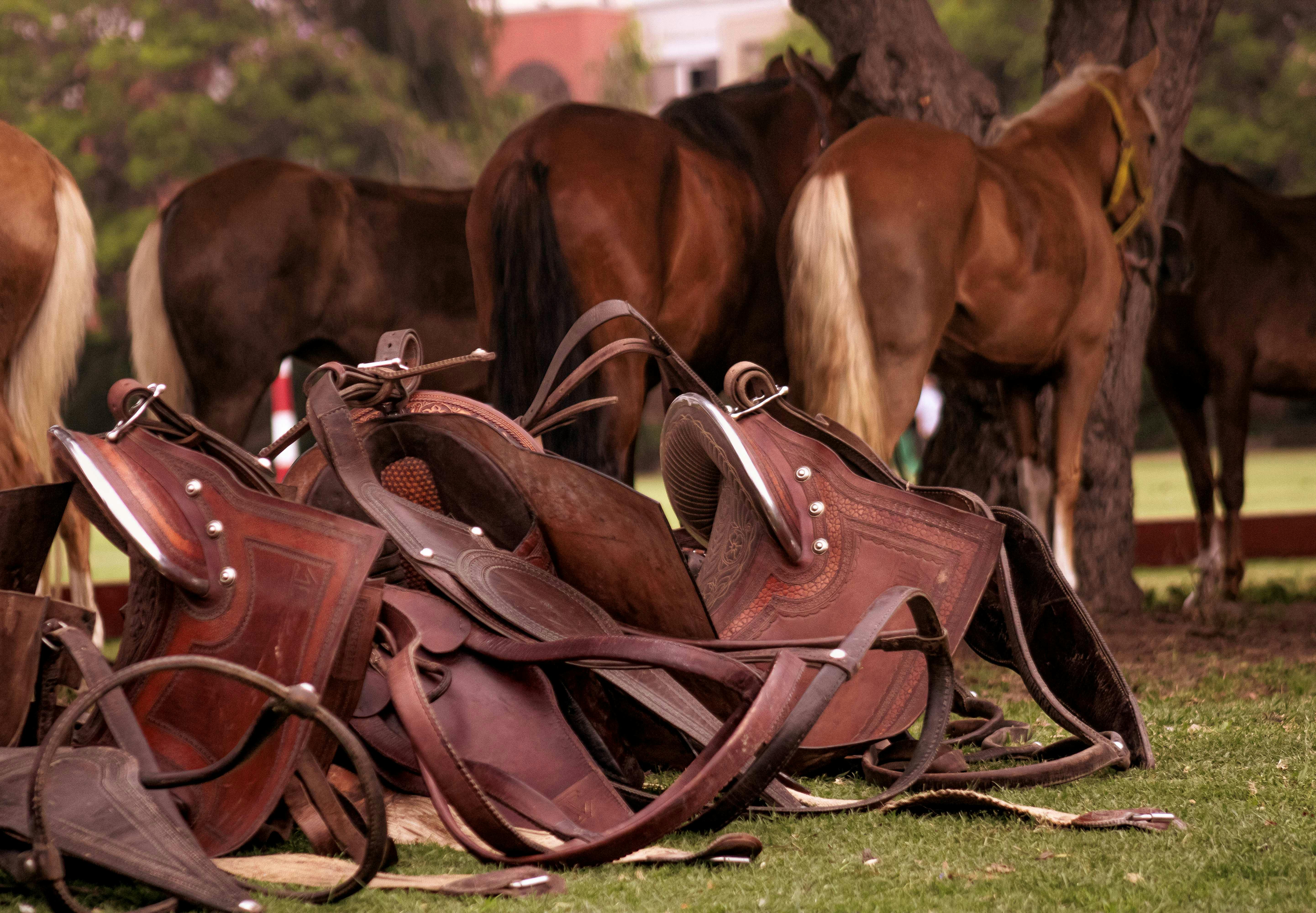 Leather horse saddles lying on grass with horses in background outdoors.