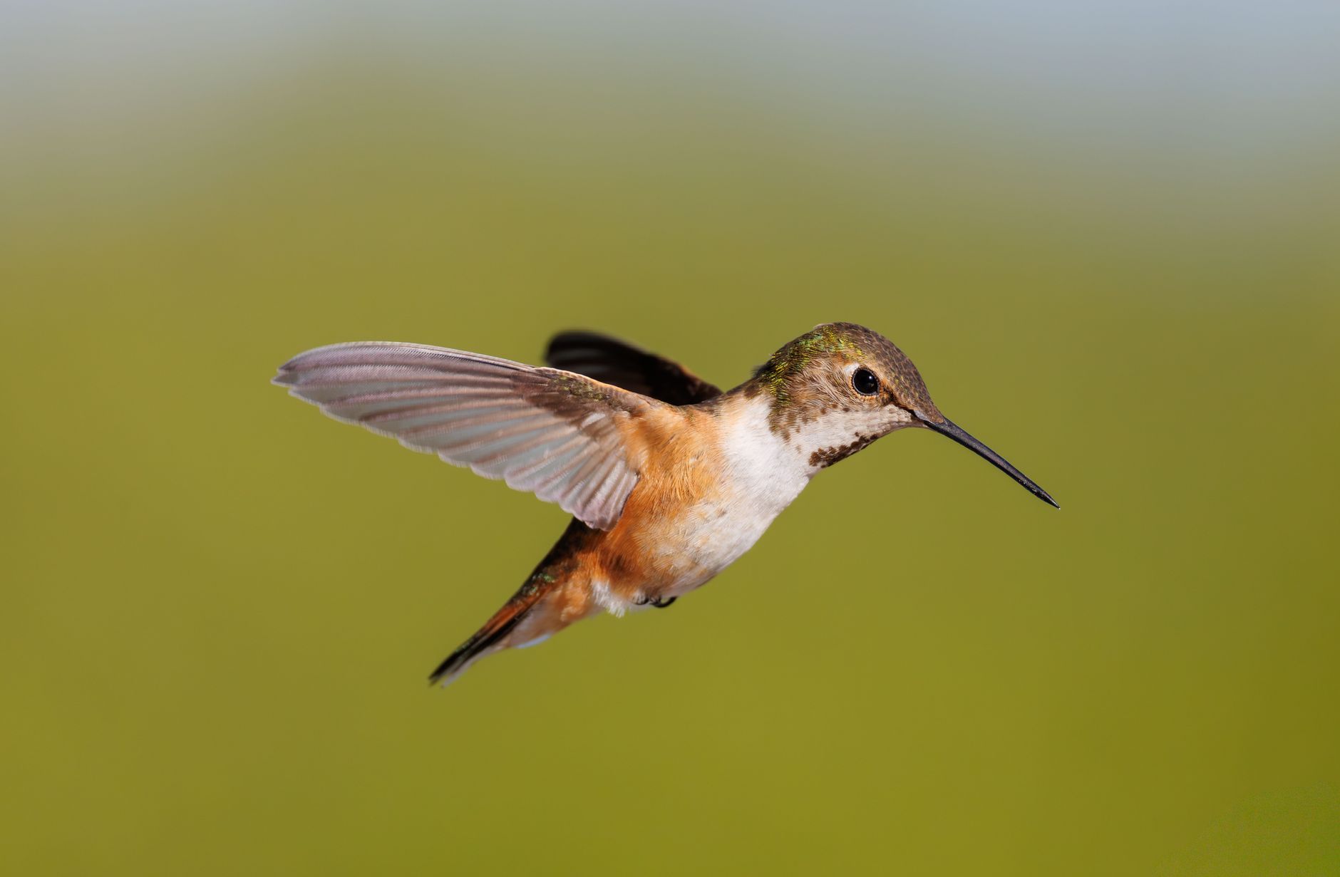Beautiful Allen's hummingbird captured mid-flight against a soft green background.