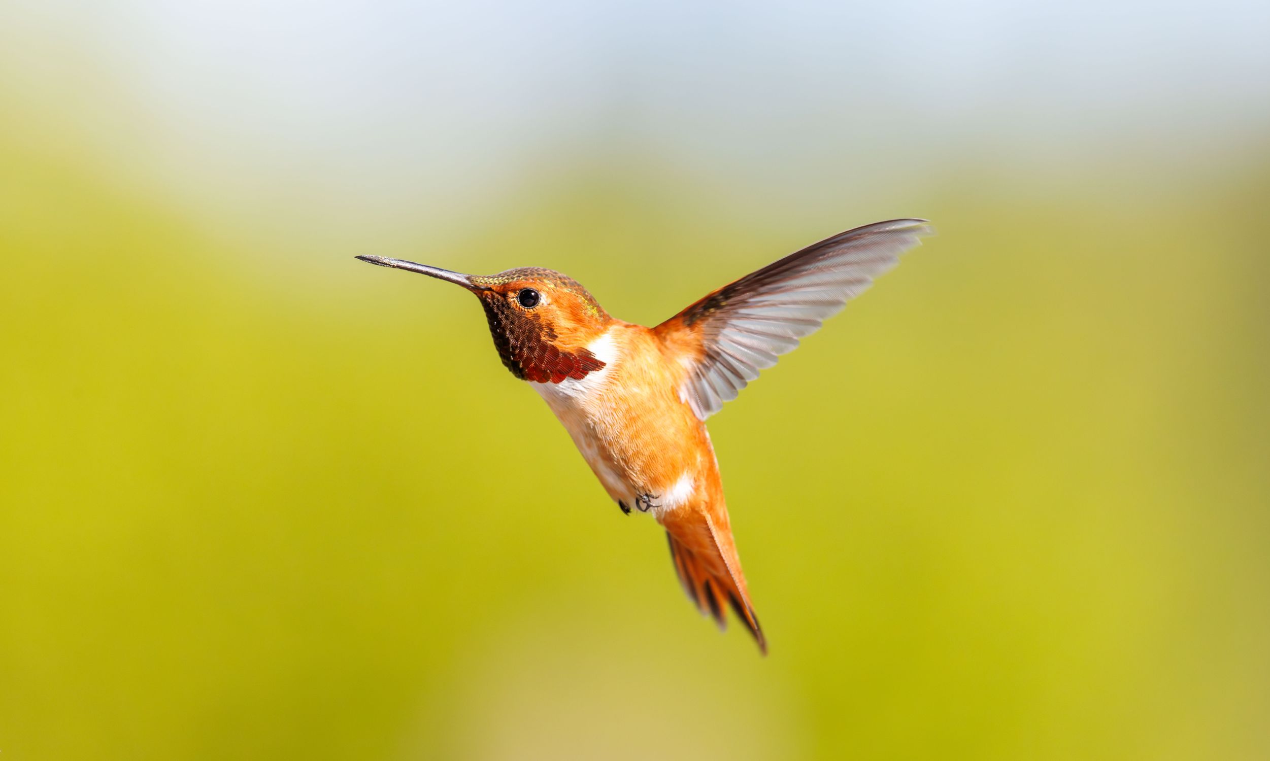 Male Rufous Hummingbird In Flight Rufous Hummingbird in Flight with Green Background · Free Stock Photo