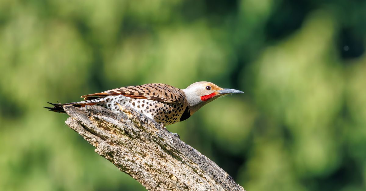 Pic vert : Guide complet observation nature
