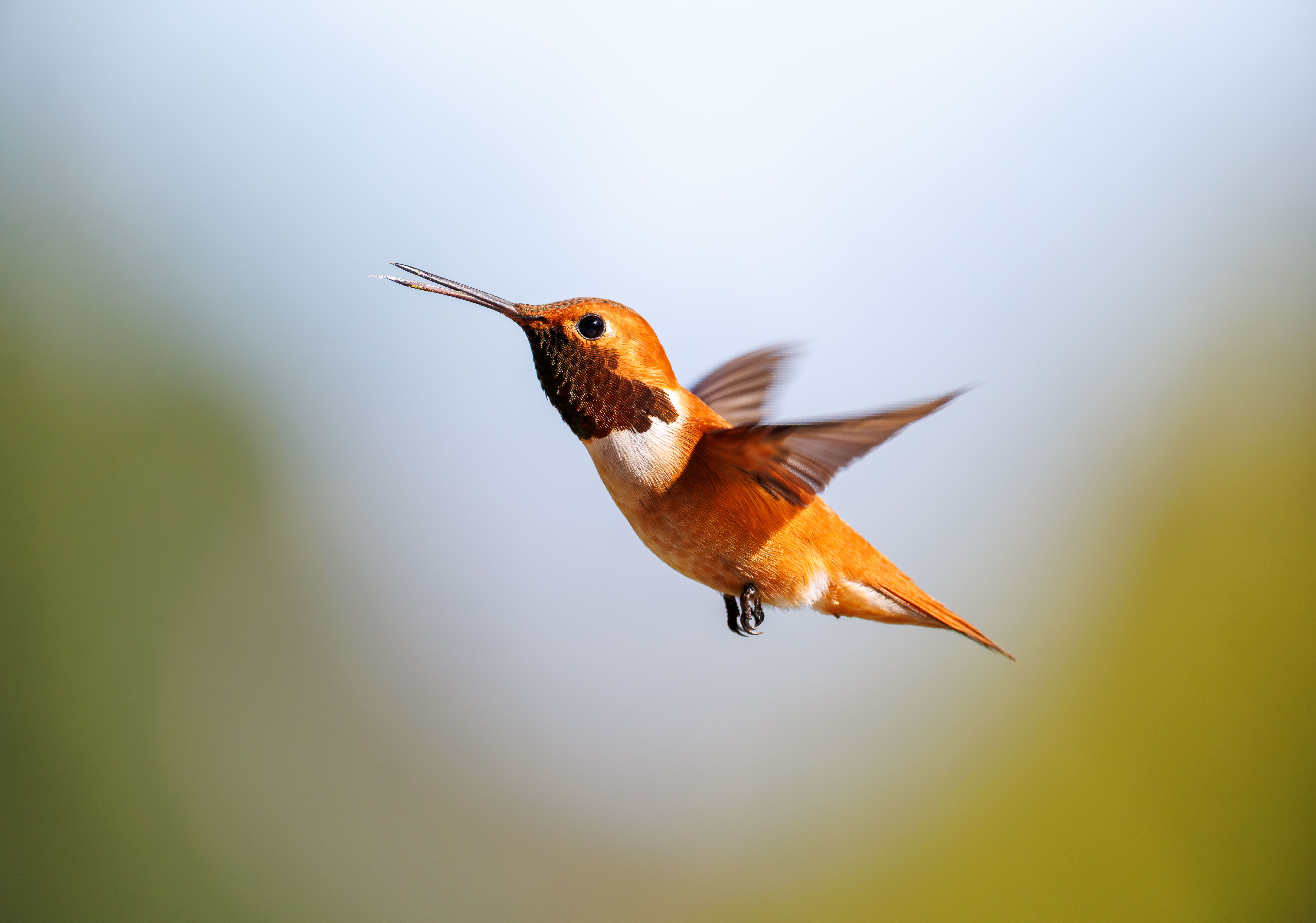Close-Up of Rufous Hummingbird in Flight · Free Stock Photo