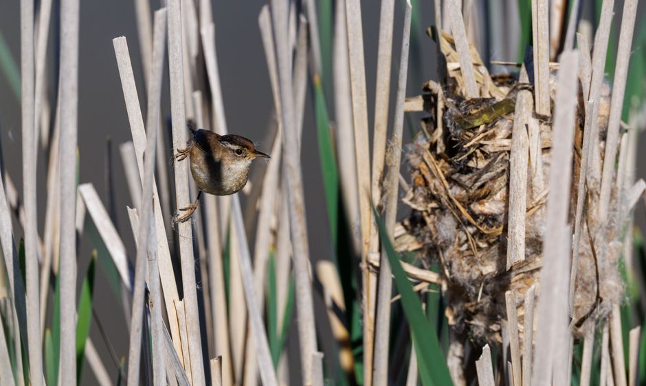 A marsh wren perched on reeds beside its nest, captured in a natural wetland habitat.