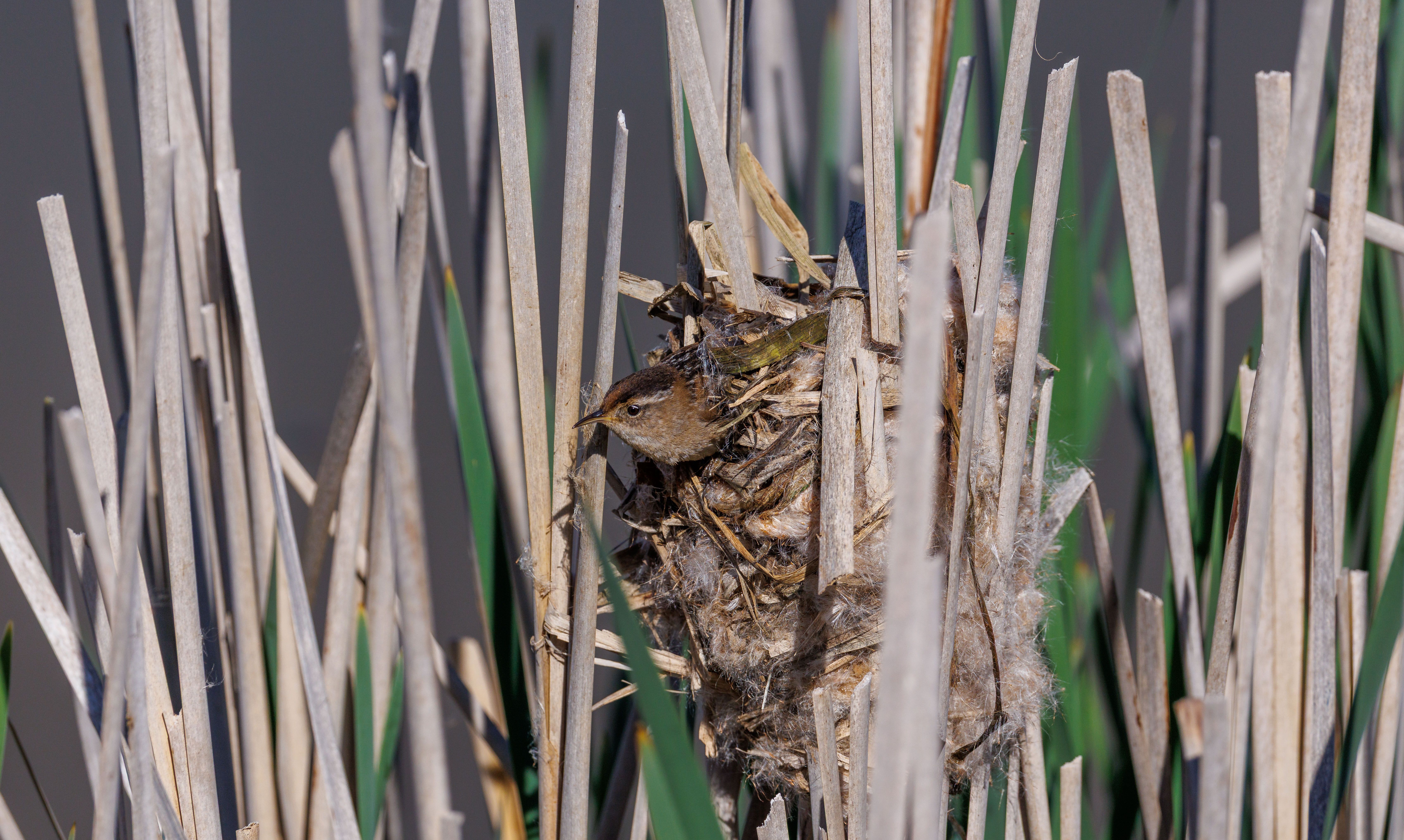 Close-up of Marsh Wren Nest Among Reeds · Free Stock Photo