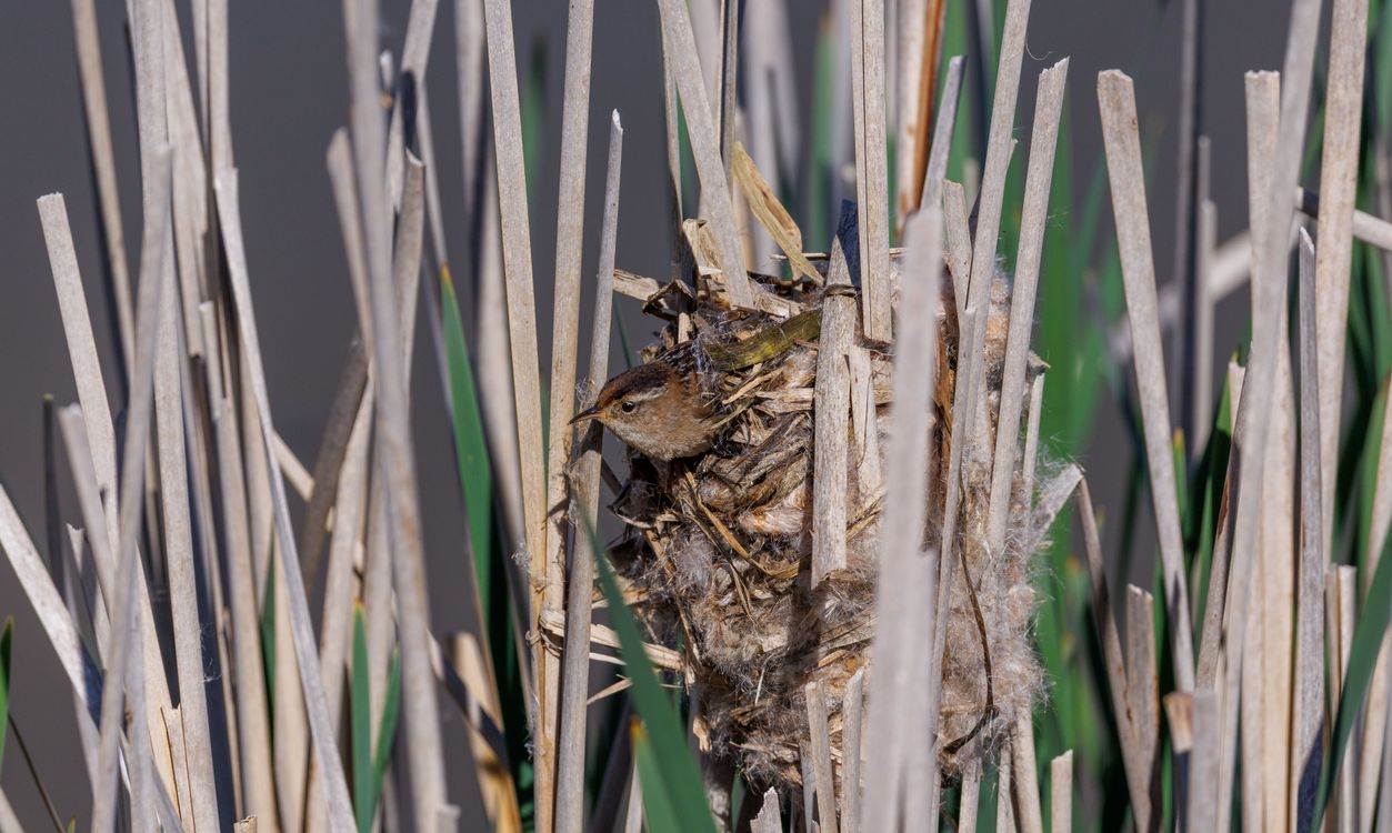 Building Among Reeds Close-up of Marsh Wren Nest Among Reeds · Free Stock Photo