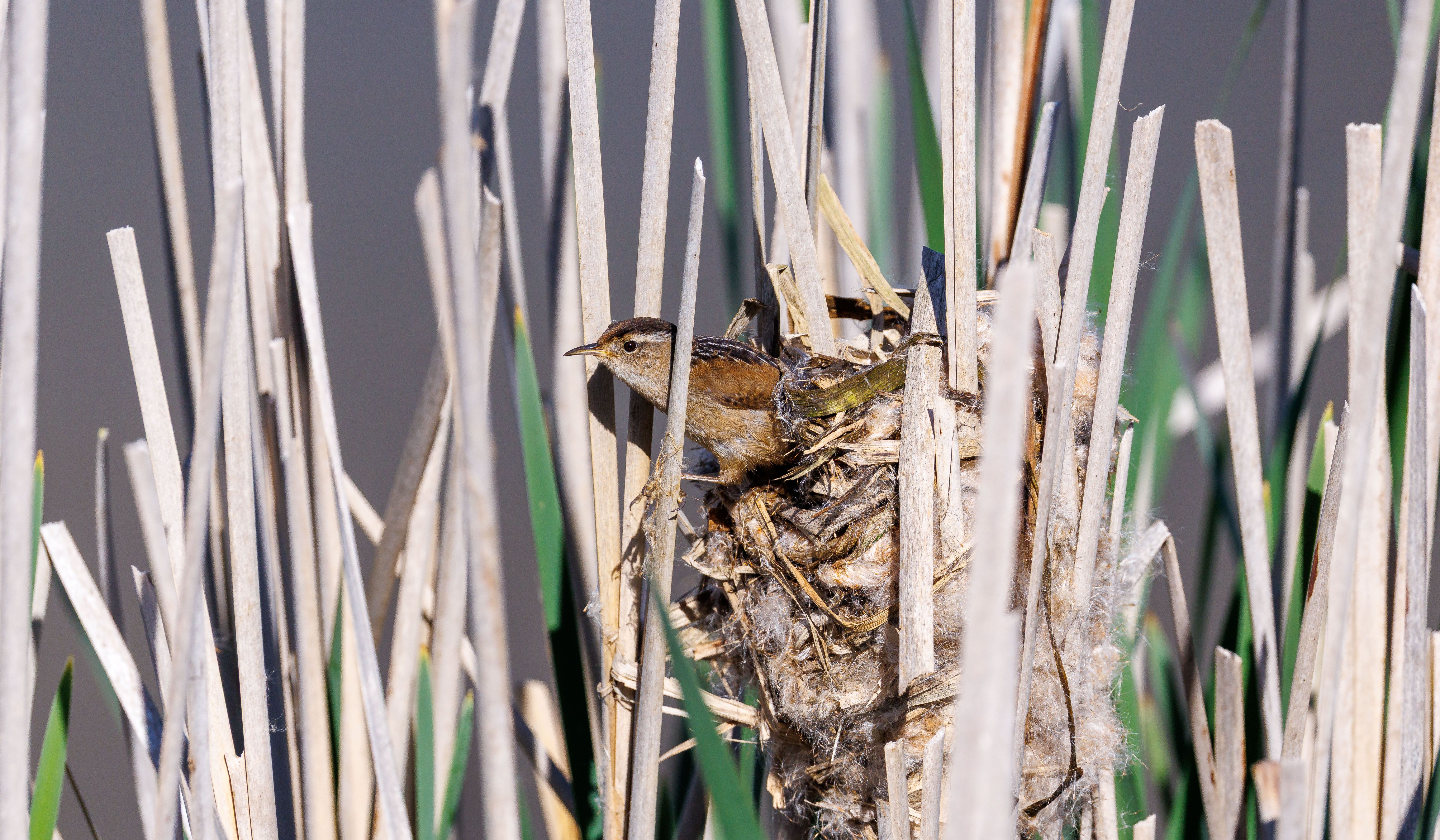 Small bird nesting in cattails amidst a natural wetland environment.