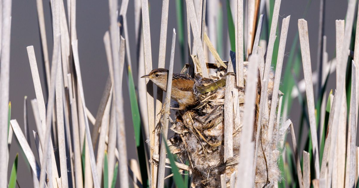 Small bird nesting in cattails amidst a natural wetland environment.
