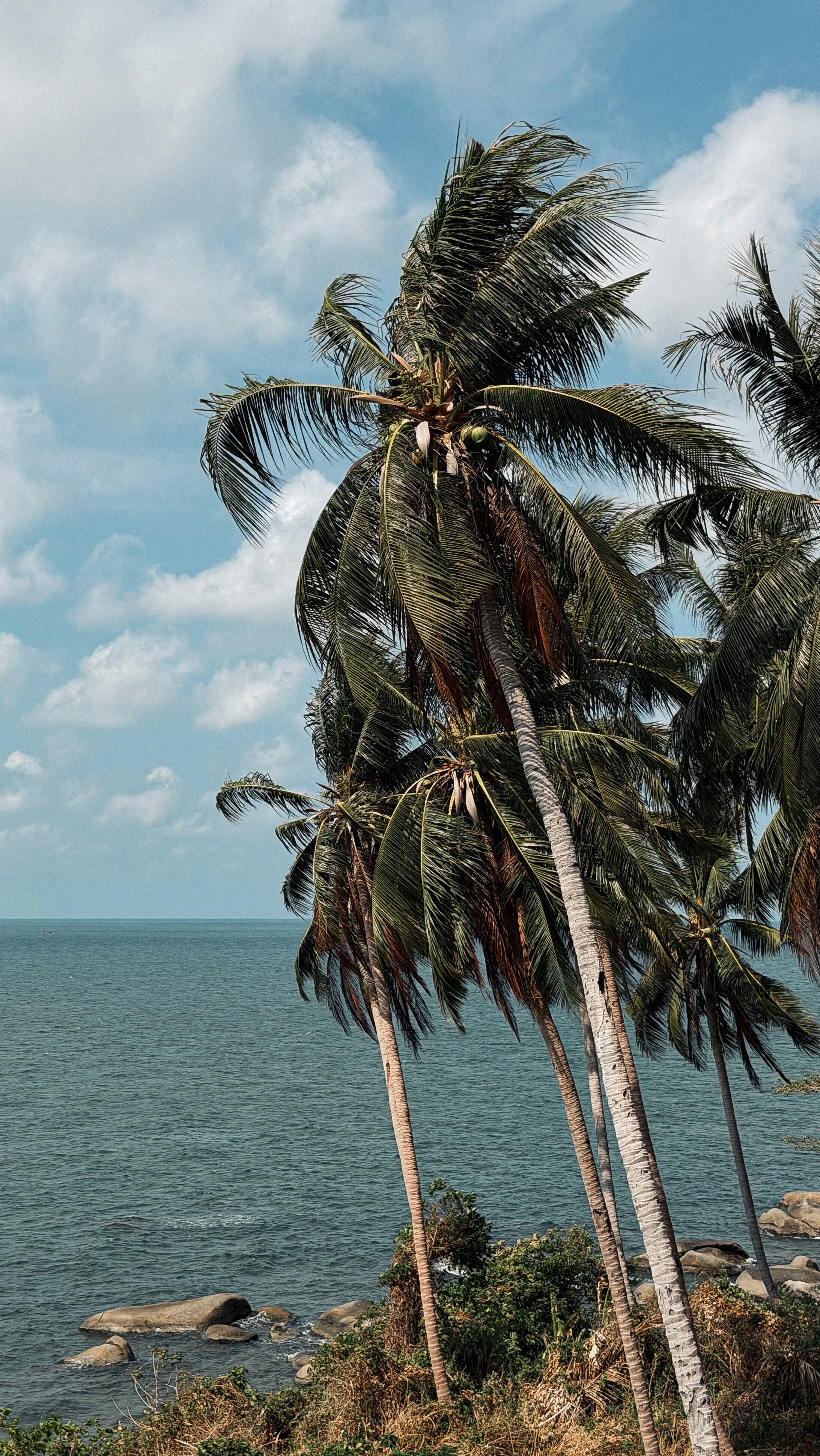 Gratis Splendida vista di palme in riva al mare ad An Giang, in Vietnam, sotto un cielo azzurro brillante. Foto a disposizione
