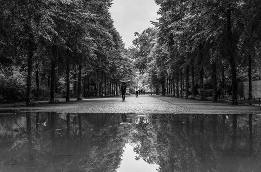 Monochrome image of a park with trees and reflection in water after rain.