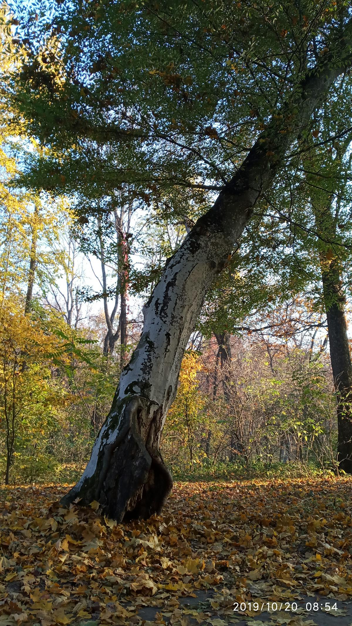 Bowls of dried lentils, chickpeas, and beans arranged on a dark background