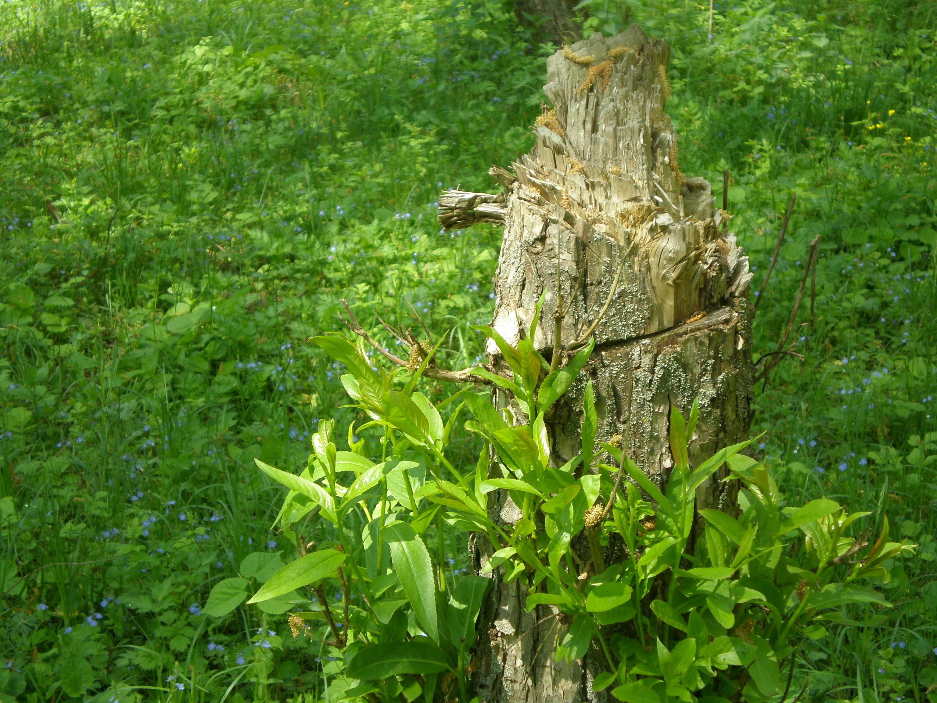 Cooking grains in a saucepan on a stove