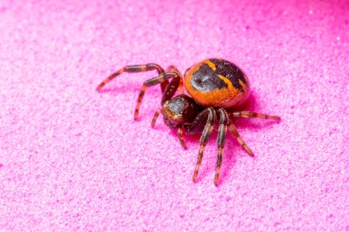 Free Vivid macro shot of a spider on a bright pink surface highlighting texture and color contrast. Stock Photo