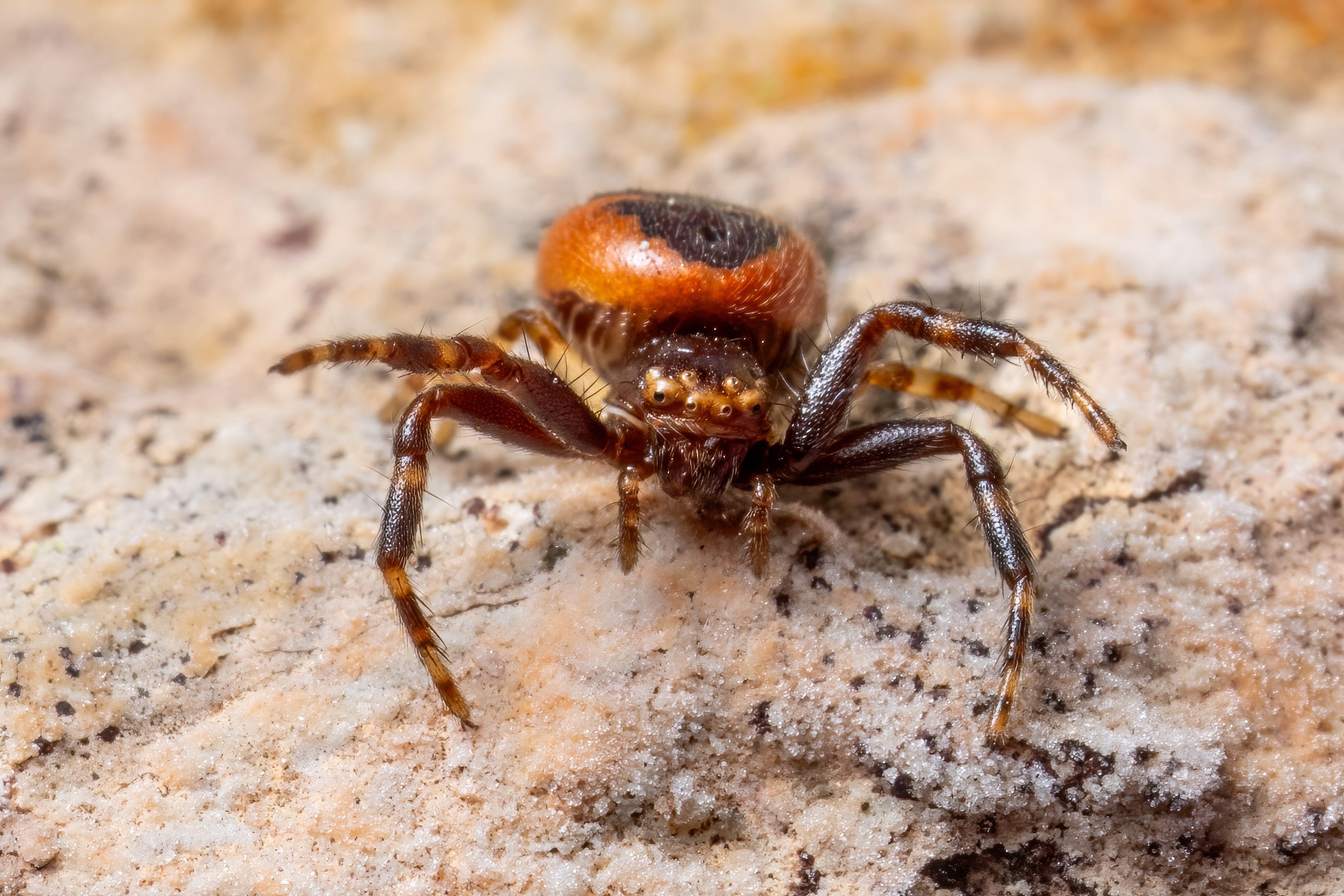 Detailed Macro Shot of Spider on Rock Surface · Free Stock Photo