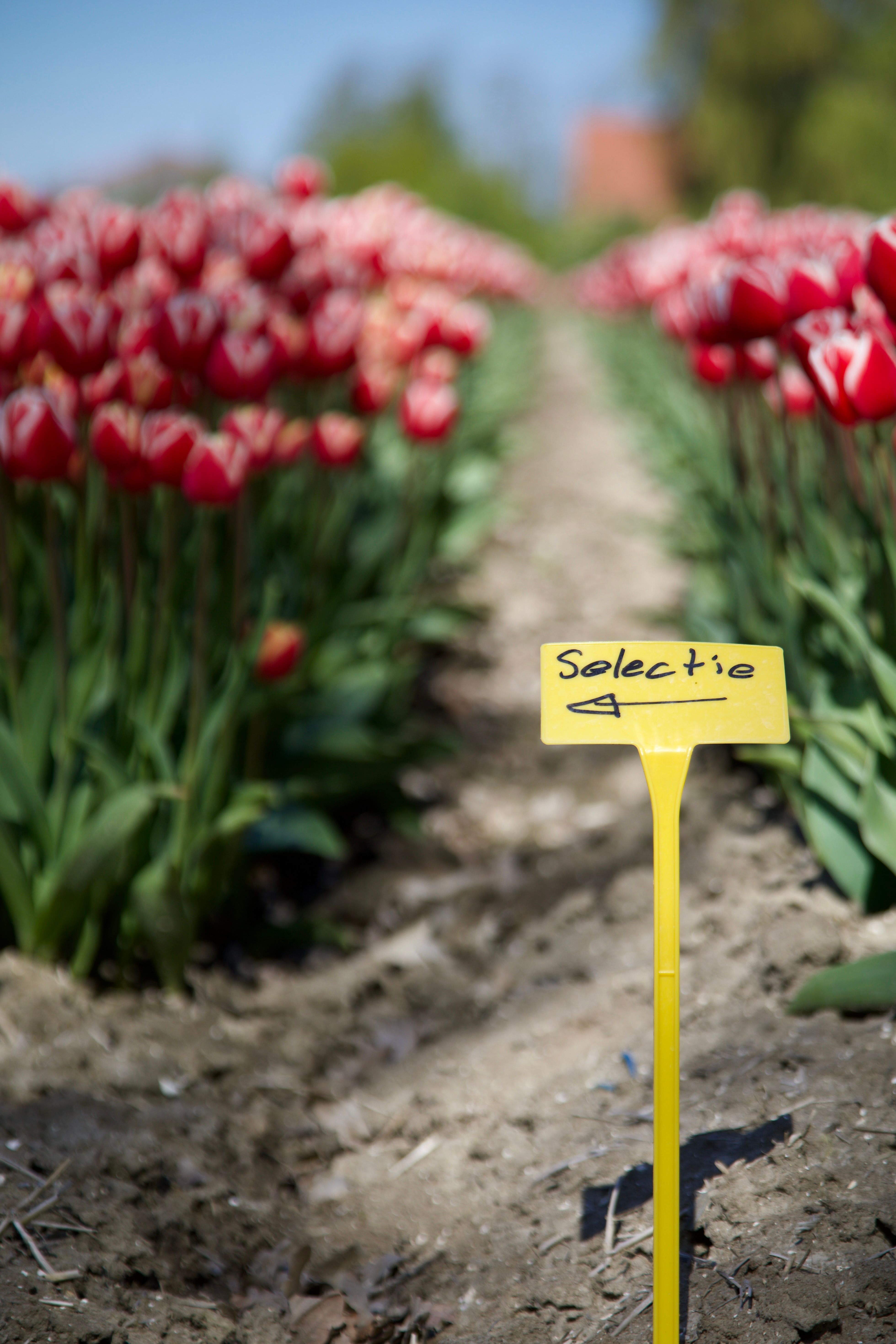 Bloem Selectie (Gegenereerde foto)