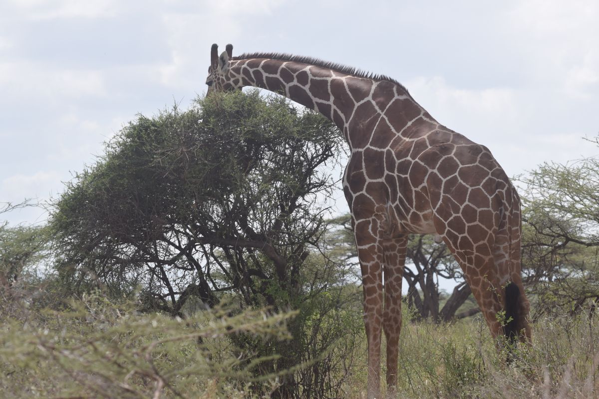 A giraffe feeding on the leaves of an acacia tree.