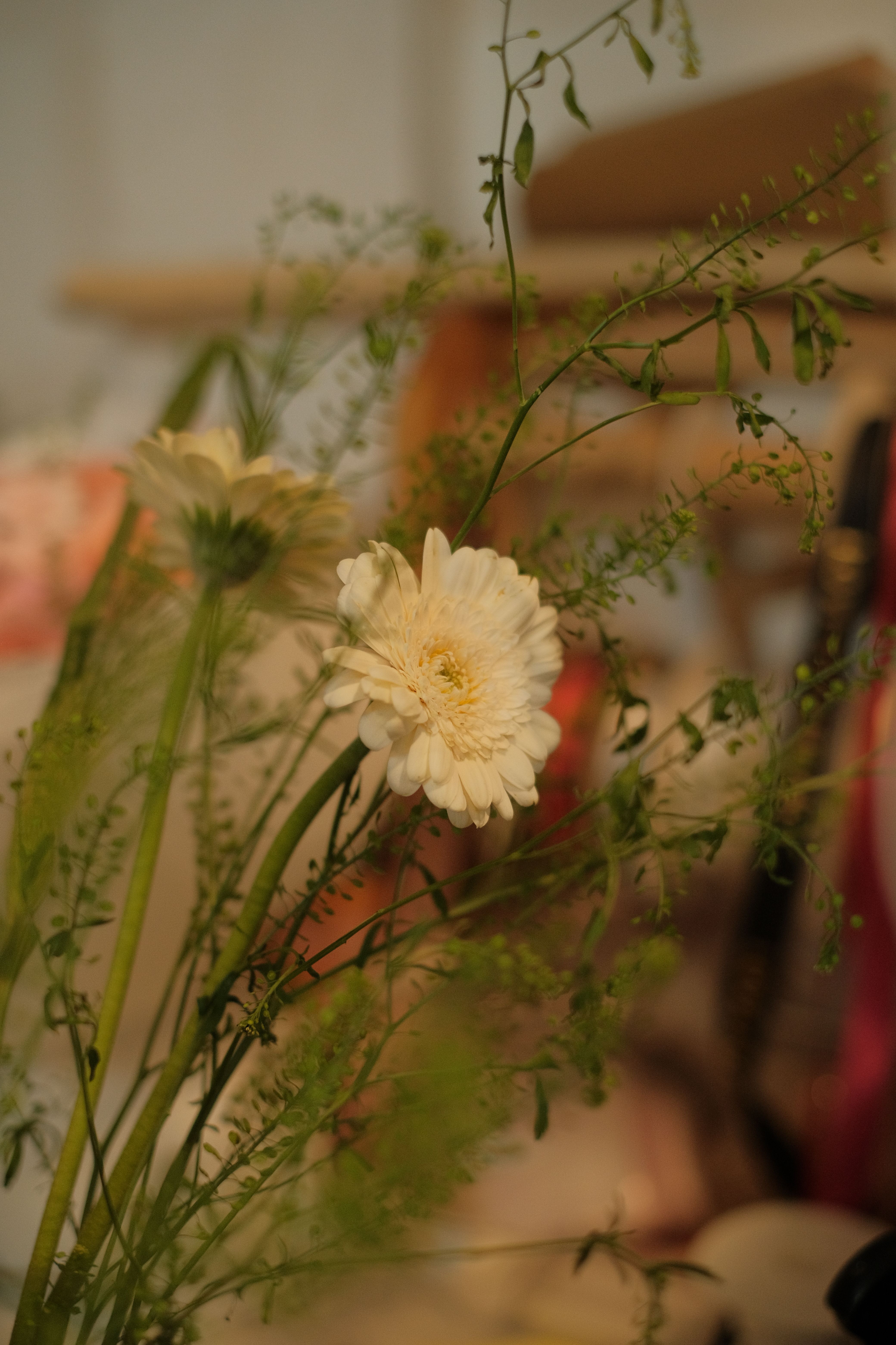 [ColoSach]-warm-toned-close-up-of-white-flowers-surrounded-by-delicate,-airy-greenery.