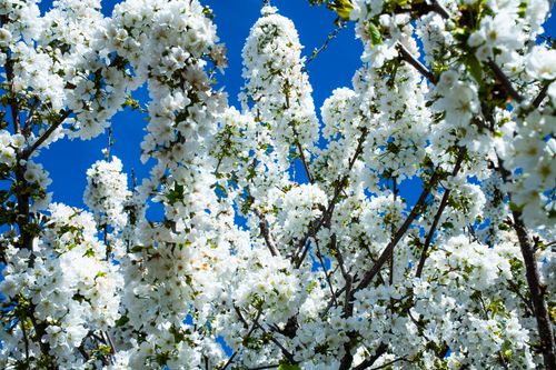 Free Bright white cherry blossoms in full bloom contrast vividly with a deep blue sky. Stock Photo