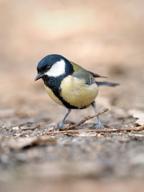 Free A close-up of a Great Tit bird on the ground in Berlin's natural setting. Stock Photo