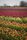 flower fields