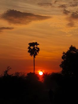 Sunset scene with solitary palm tree and silhouetted figure, evoking calmness and beauty.