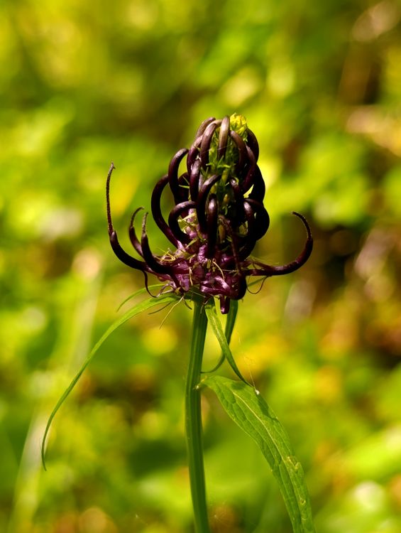 Close-up of a Spiky Purple Alpine Flower in Nature · Free Stock Photo