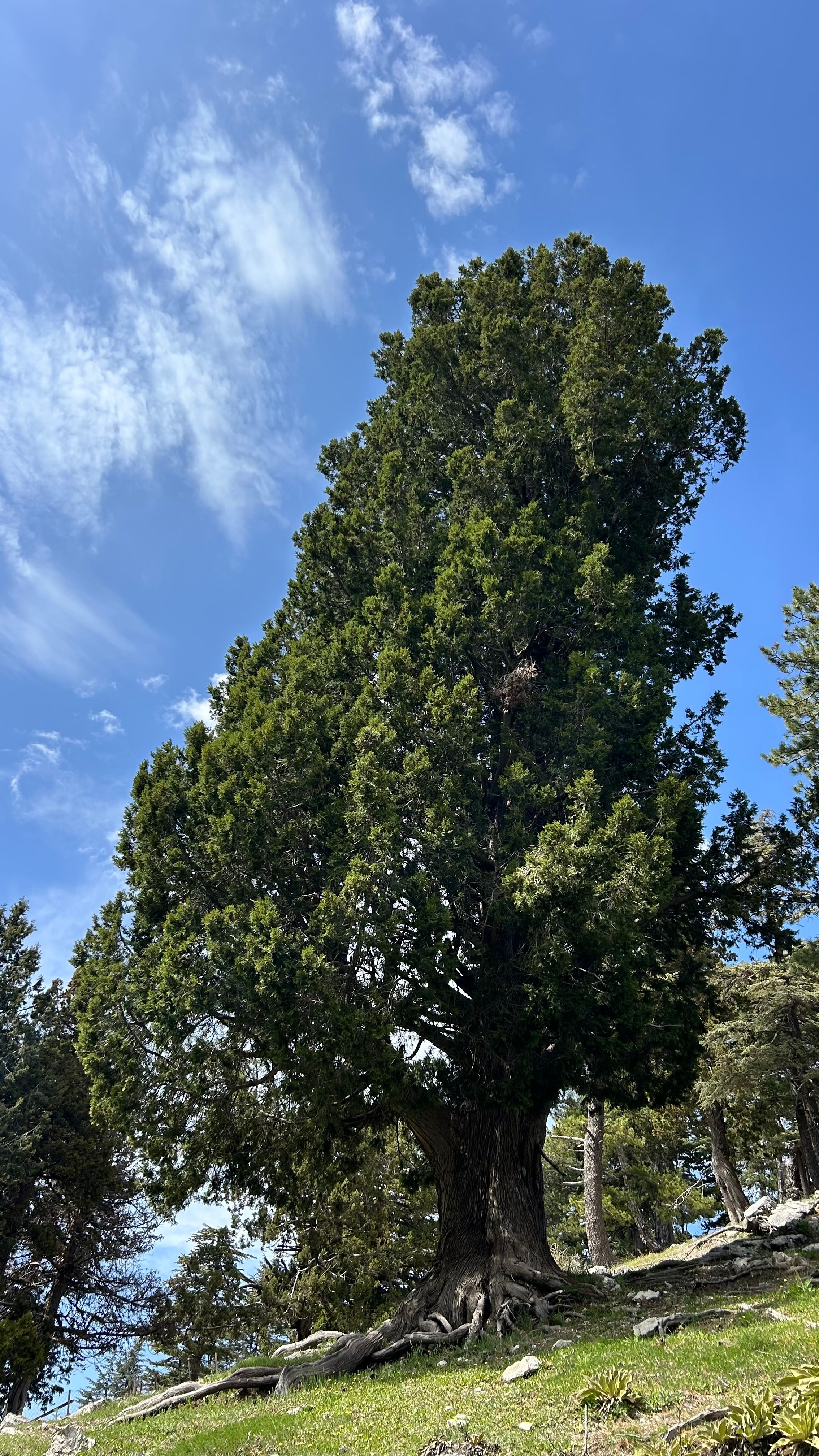 A towering pine tree reaches skyward on a sunny day, surrounded by a forest.