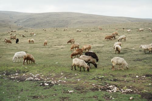 Free A serene landscape with a flock of sheep grazing on a grassy hillside under a cloudy sky. Stock Photo