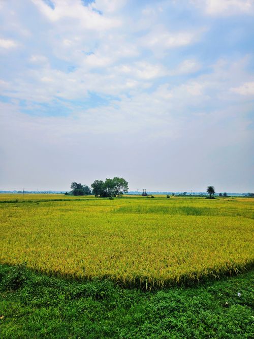 Free Peaceful rice field scene with blue sky and lush greenery. Stock Photo
