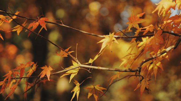 Close-up of vibrant orange and yellow maple leaves in autumn, capturing the essence of fall foliage.