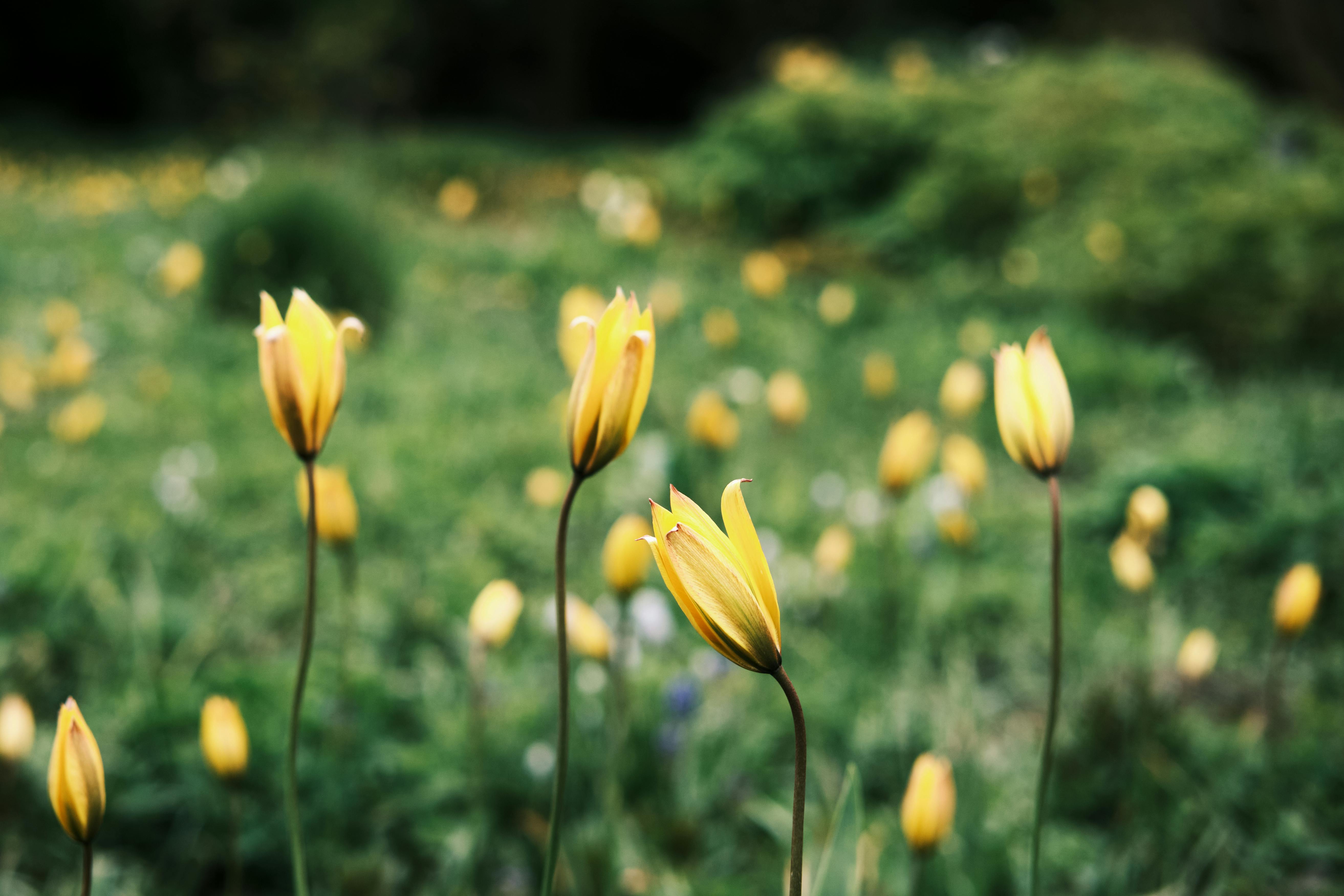 Close up of Yellow Flowers · Free Stock Photo