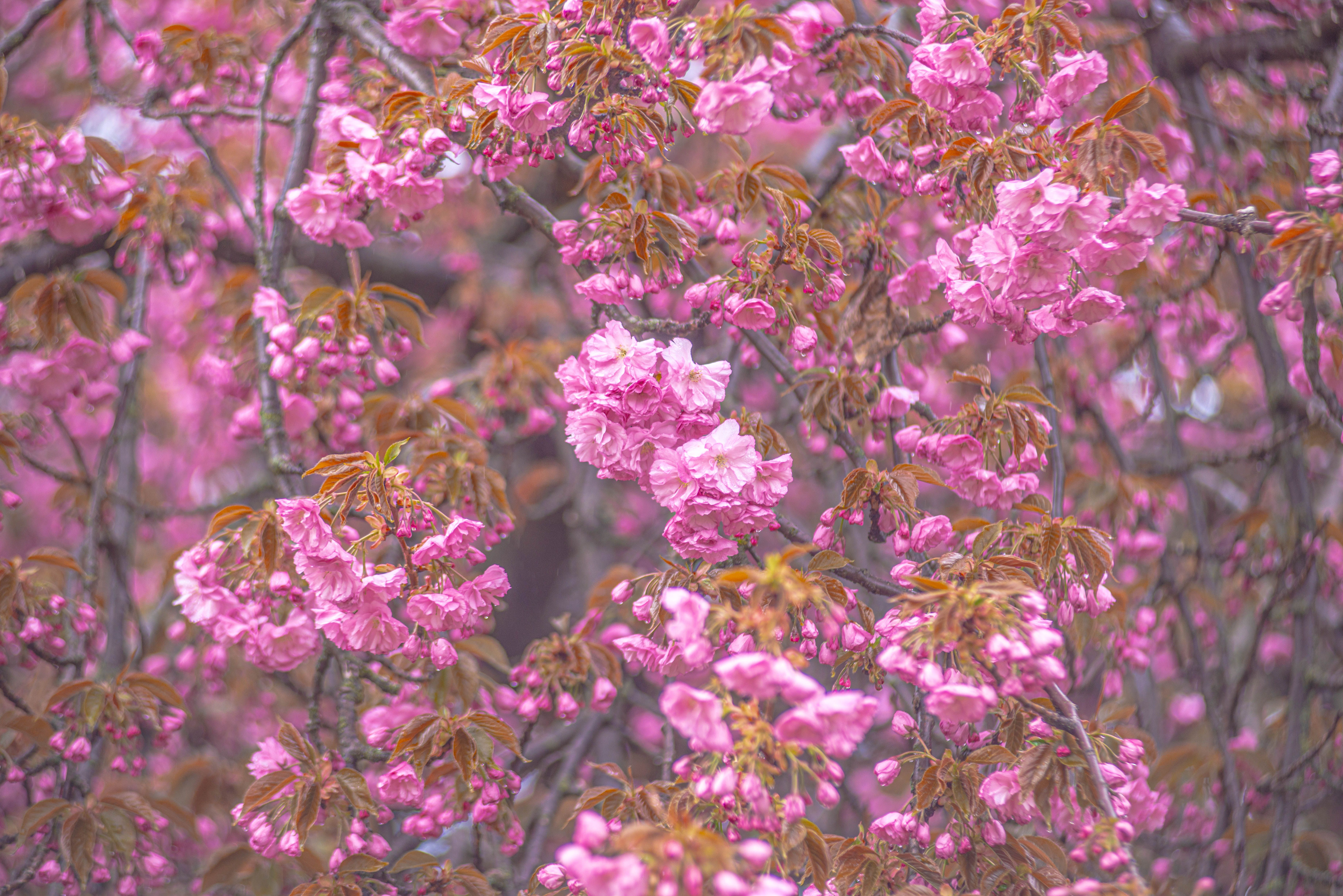 grátis Close-up de vibrantes flores de cerejeira rosa em uma árvore na primavera. Ideal para fotografias de natureza e flores. Foto profissional