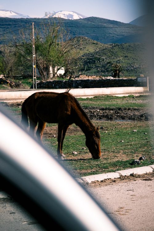 Free A brown horse grazes in a serene countryside setting with mountains in the background. Stock Photo