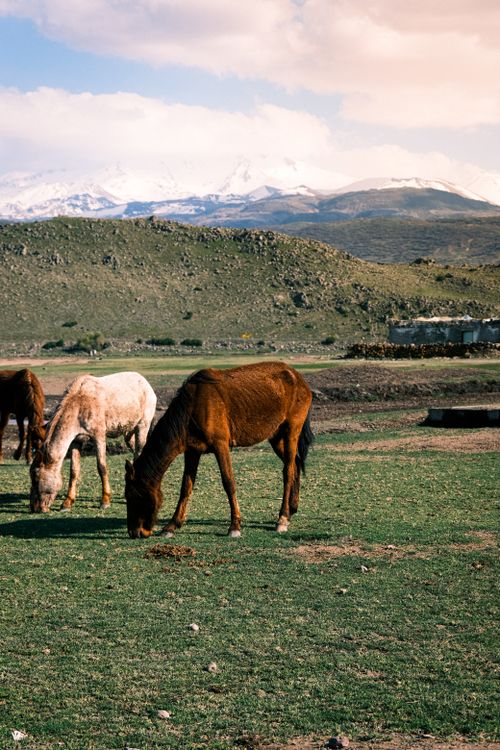 Free Horses graze peacefully in a scenic mountainous area with snowy peaks in the background, captured in spring. Stock Photo