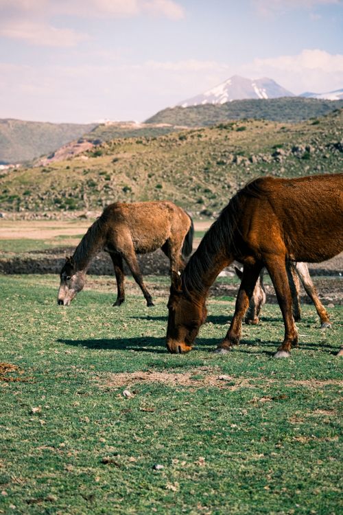 Free A scenic view of wild horses grazing in a peaceful mountain landscape with a distant snow-capped peak. Stock Photo