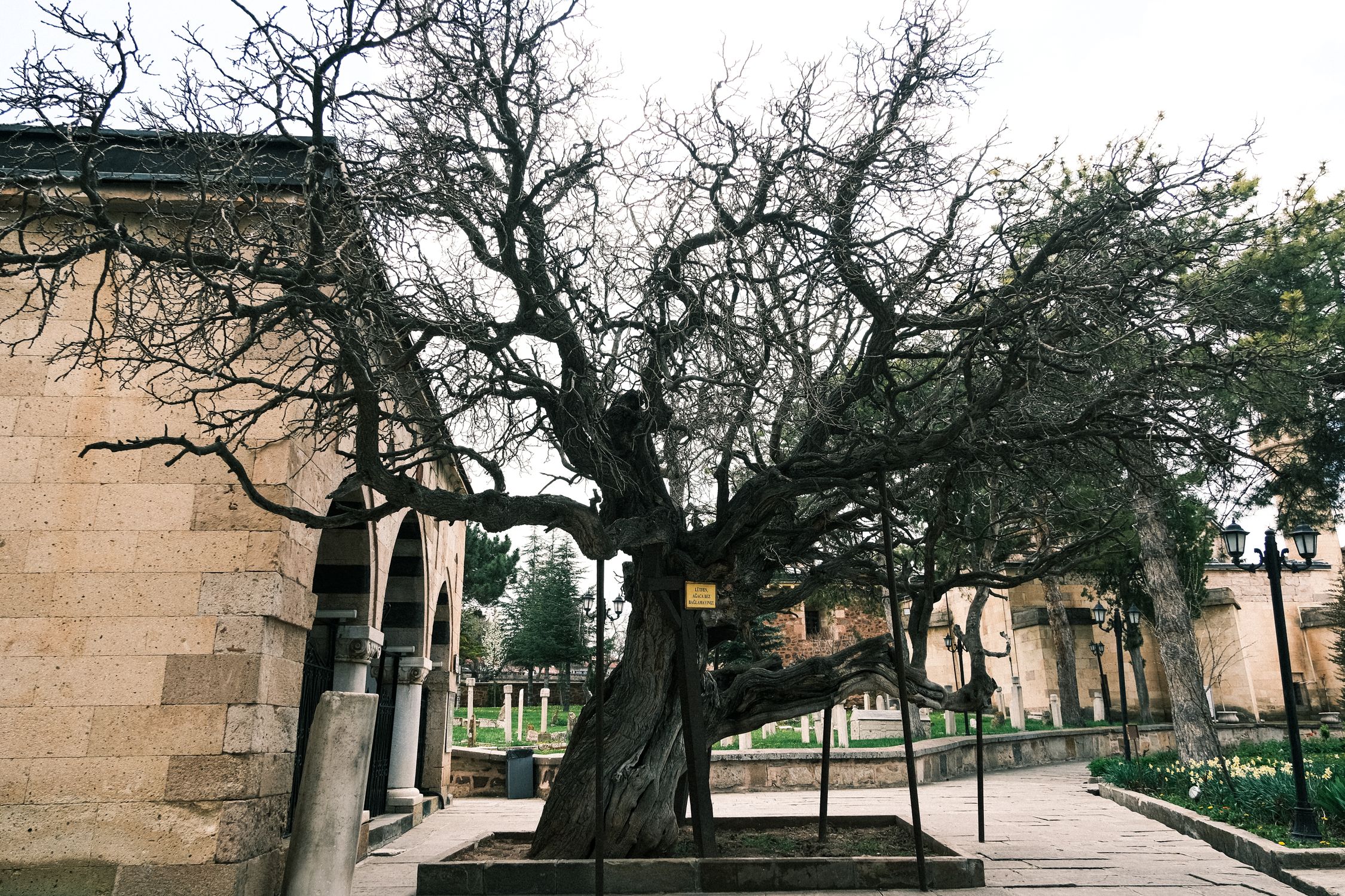 Ancient Tree Beside Historic Stone Building · Free Stock Photo
