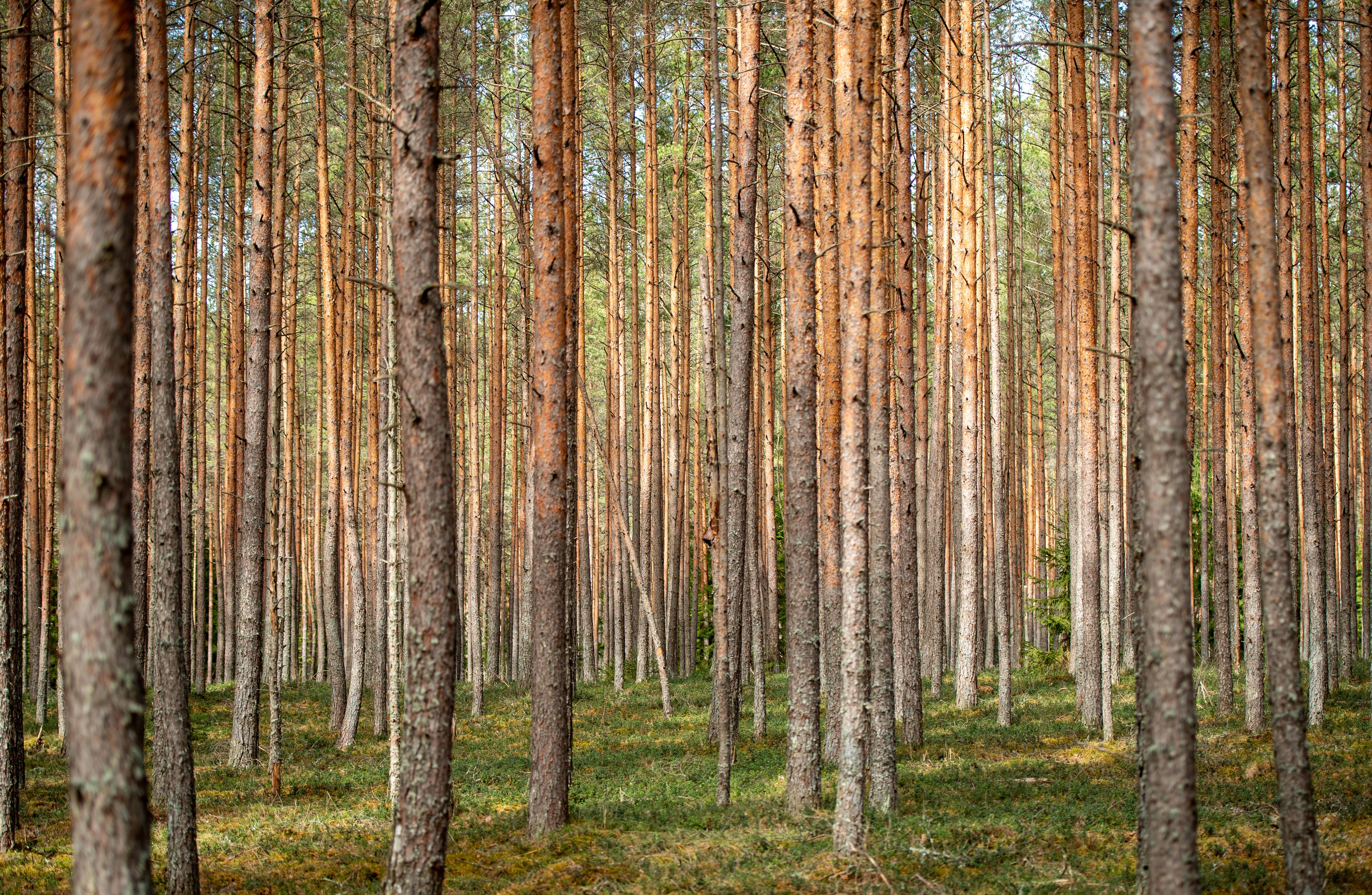 Regional train and cycle path beside pine forest in Estonia