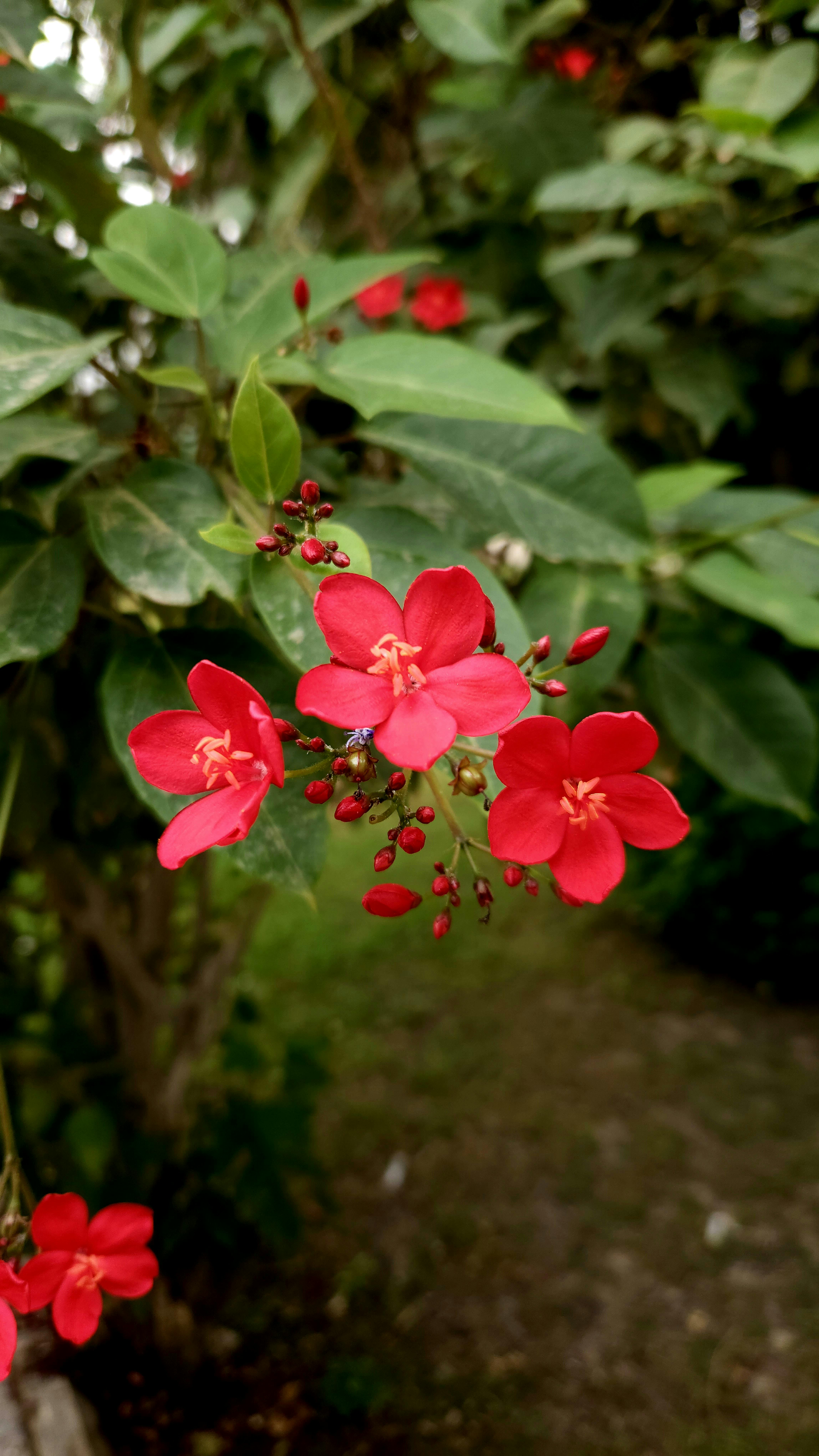 [ColoSach]-close-up-of-blooming-red-jatropha-flowers-with-lush-green-foliage.