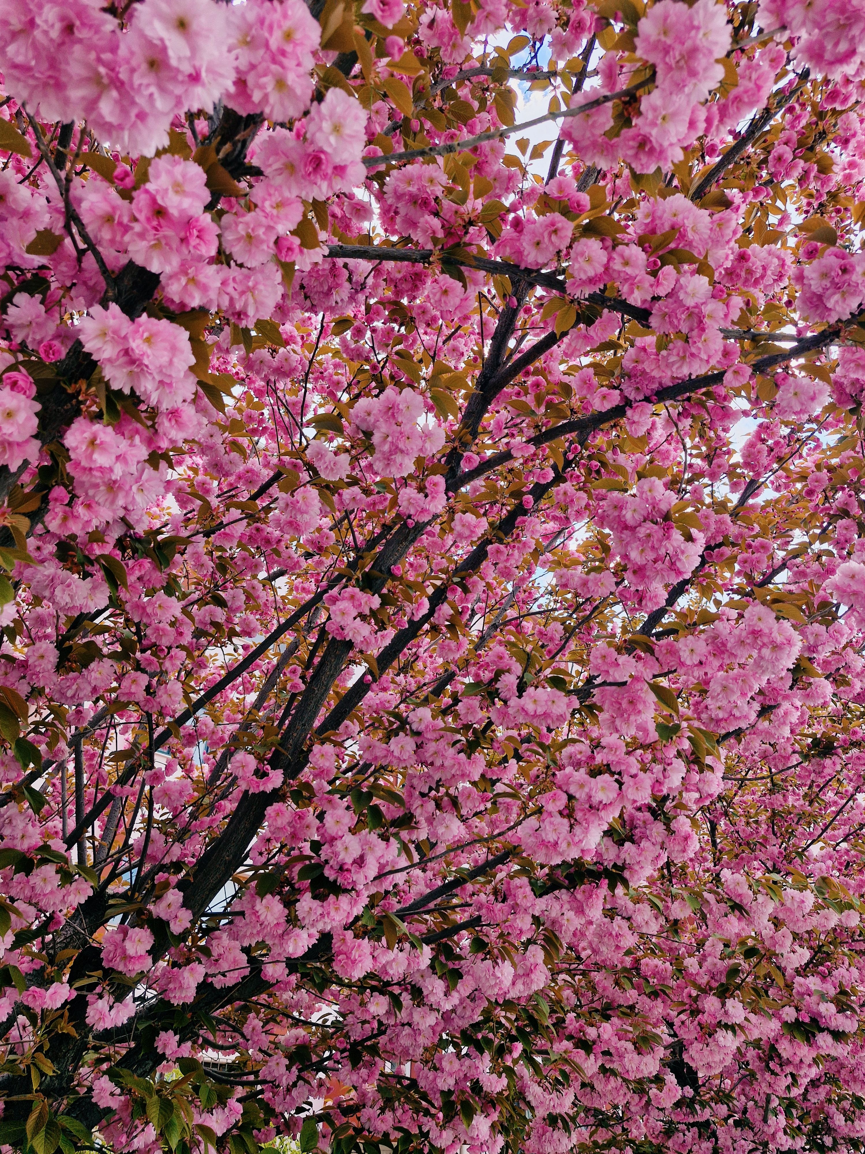 Vibrant Cherry Blossom Tree in Full Bloom · Free Stock Photo
