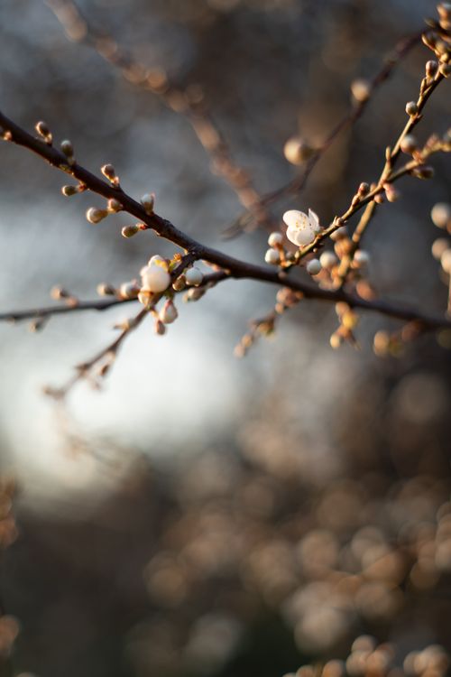 Free Close-up of spring blossoms on a tree branch in Gdańsk, Poland with bokeh background. Stock Photo