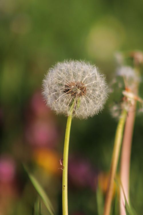 Free Detailed close-up of a dandelion seed head with a vibrant, blurred nature background. Stock Photo