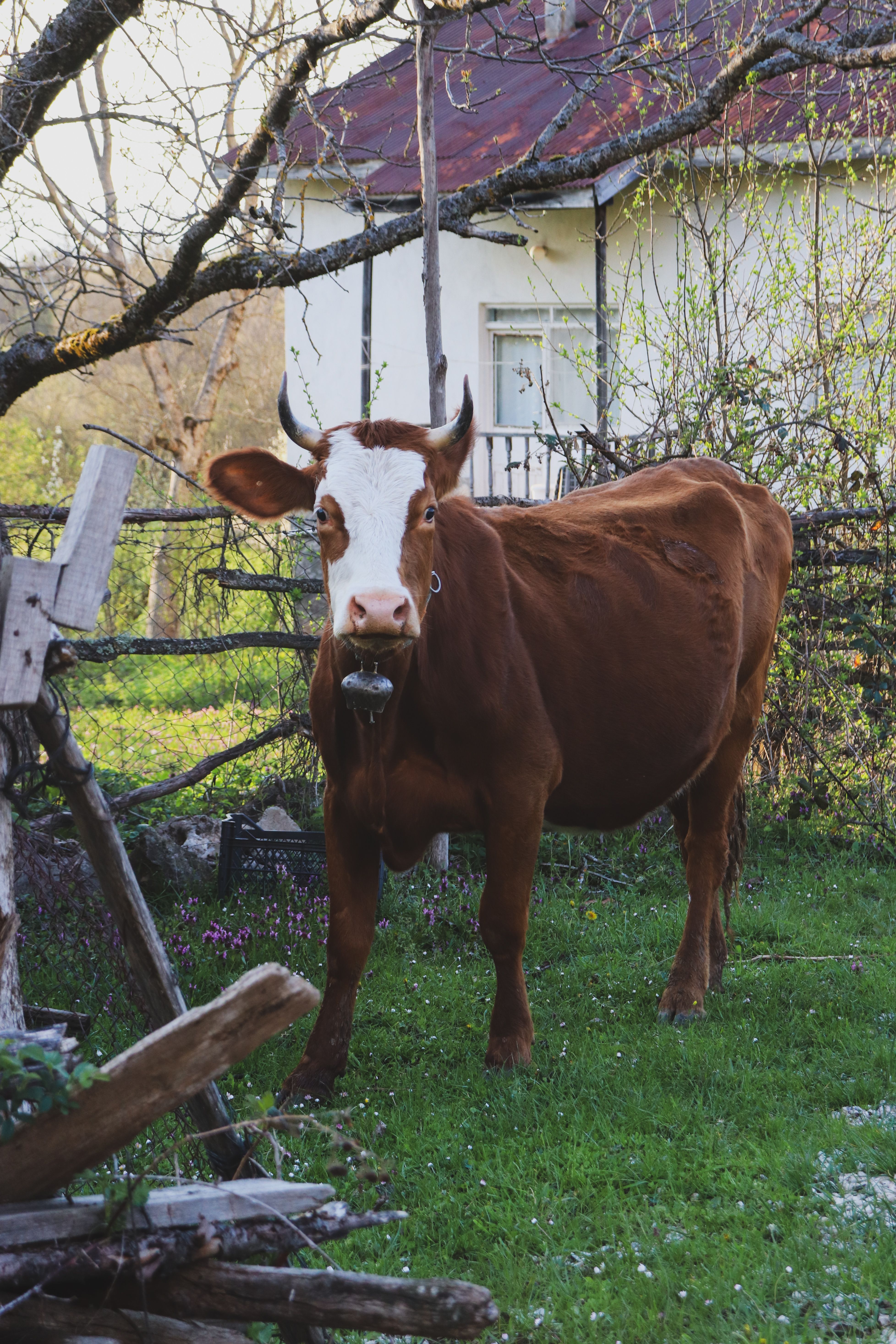 Brown Cow in Rustic Farm Setting · Free Stock Photo