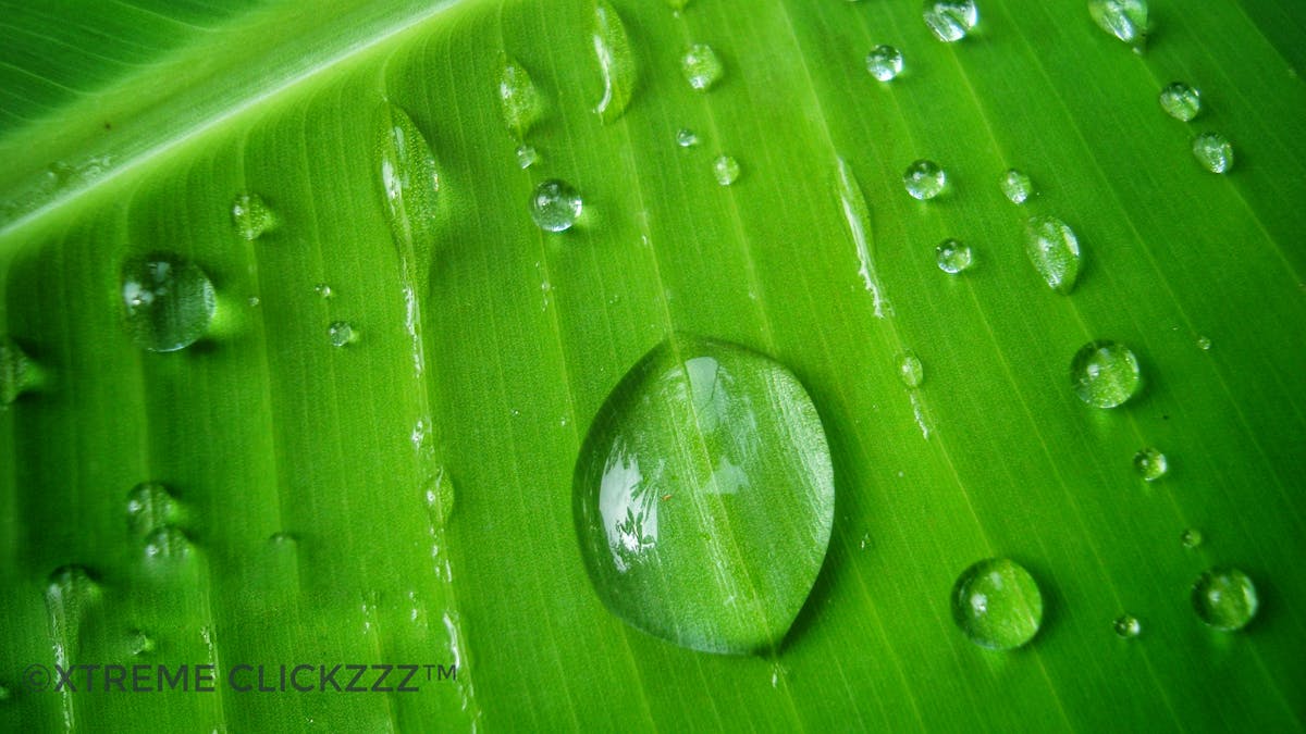Cooking whole grains in a pot on the stove