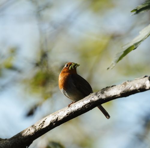 Free Close-up of a robin perched on a branch holding a caterpillar, set against a lush spring background. Stock Photo