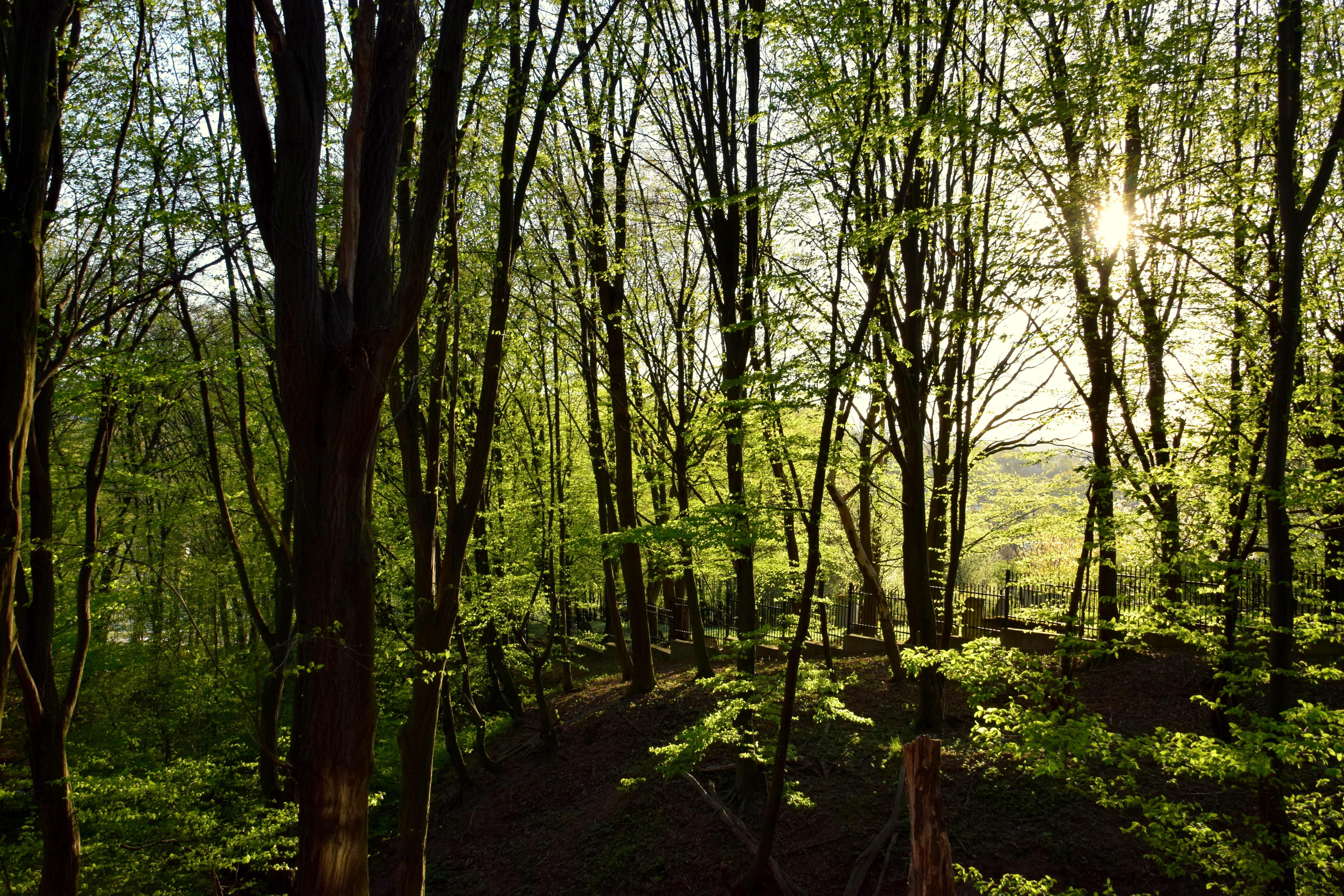 Tree canopy filtering morning light