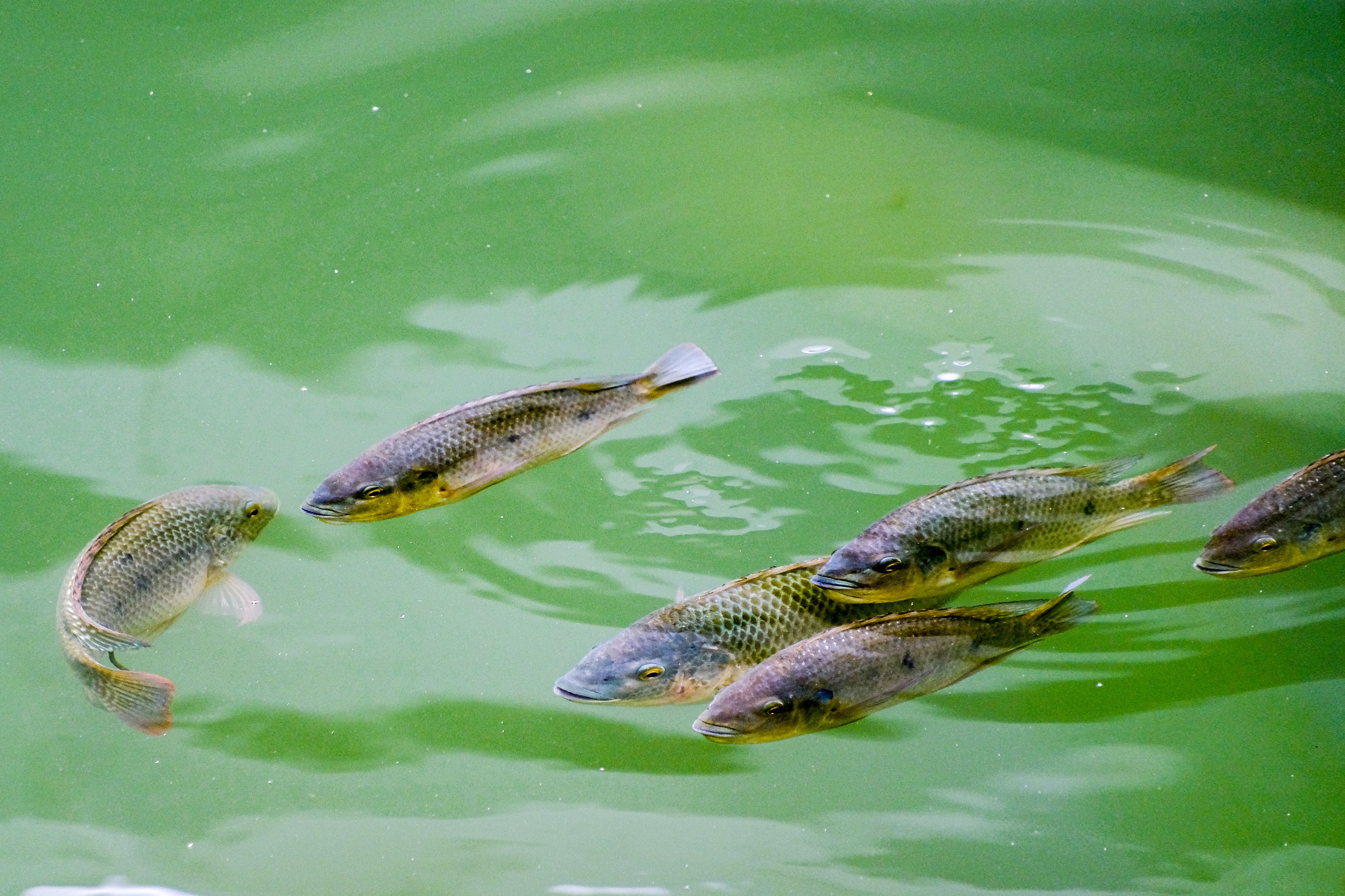 Fish farming pond