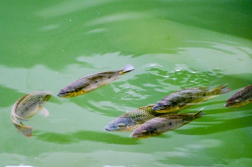 بلطي (Tilapia) مقلي مقرمش