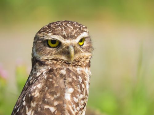 Free Detailed close-up of a burrowing owl with striking yellow eyes in a natural setting. Stock Photo