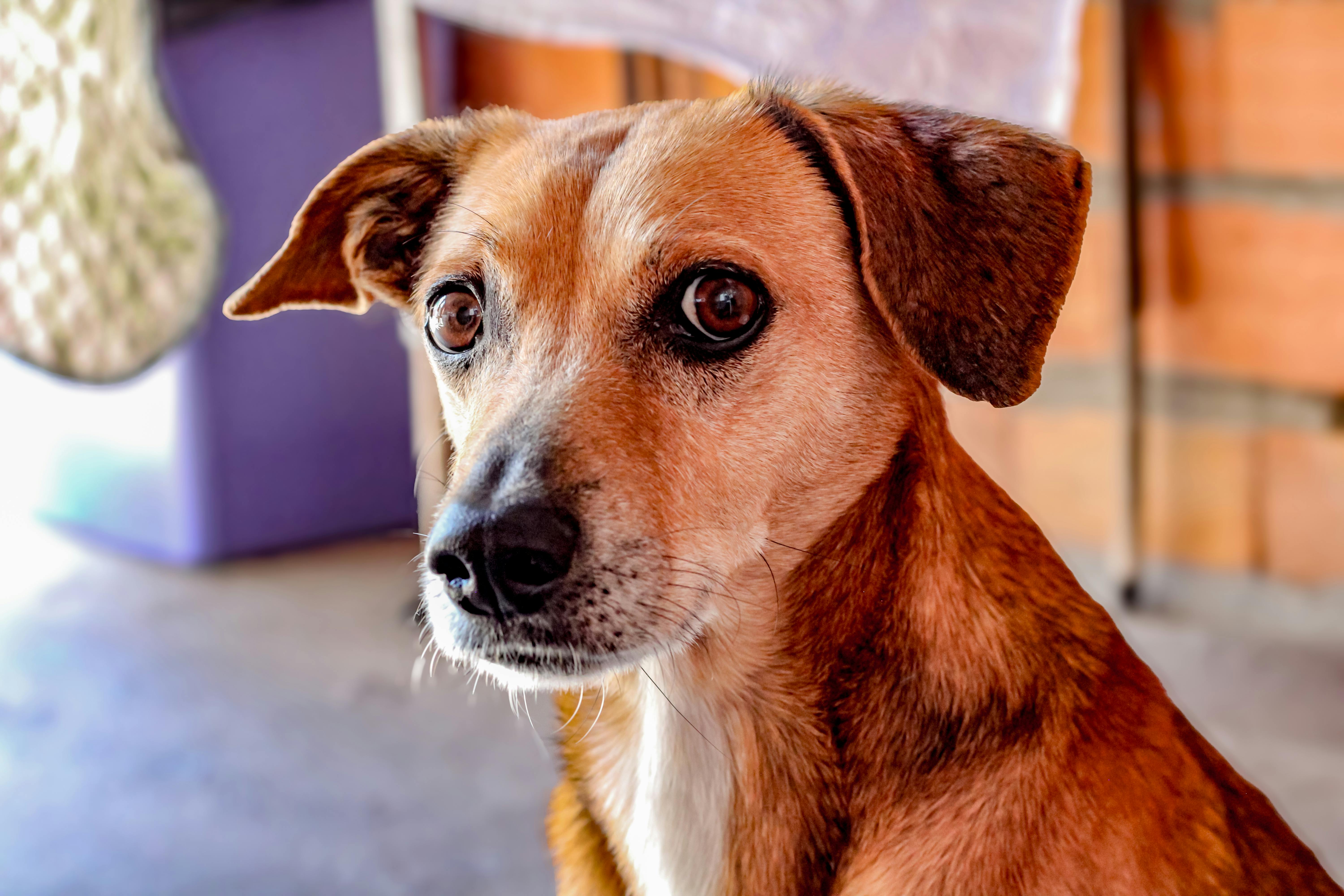pet insurance pet health costs — Photo by Natalia Aparecida on Pexels