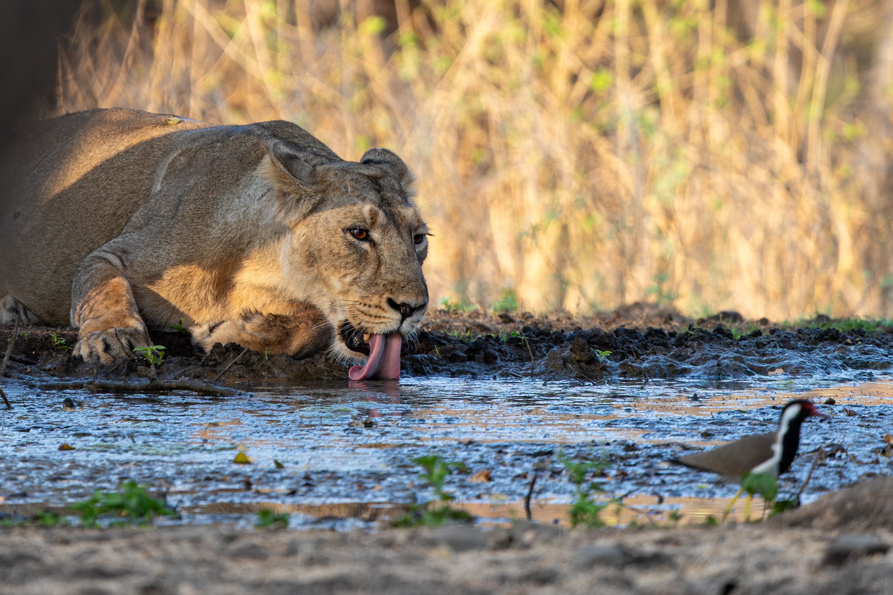 Sasan Gir