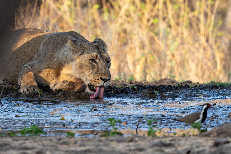 Sasan Gir (Talala) photo 2